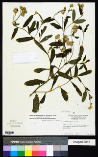 Linzia glabra image