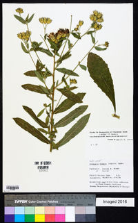 Linzia glabra image