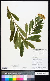 Linzia glabra image