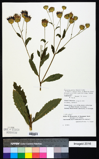 Linzia glabra image