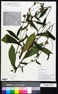 Lessingianthus glabratus image