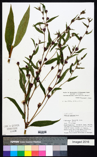 Lessingianthus glabratus image