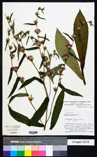 Lessingianthus glabratus image