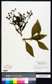 Vernonia glauca image