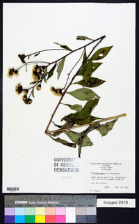 Vernonia glauca image