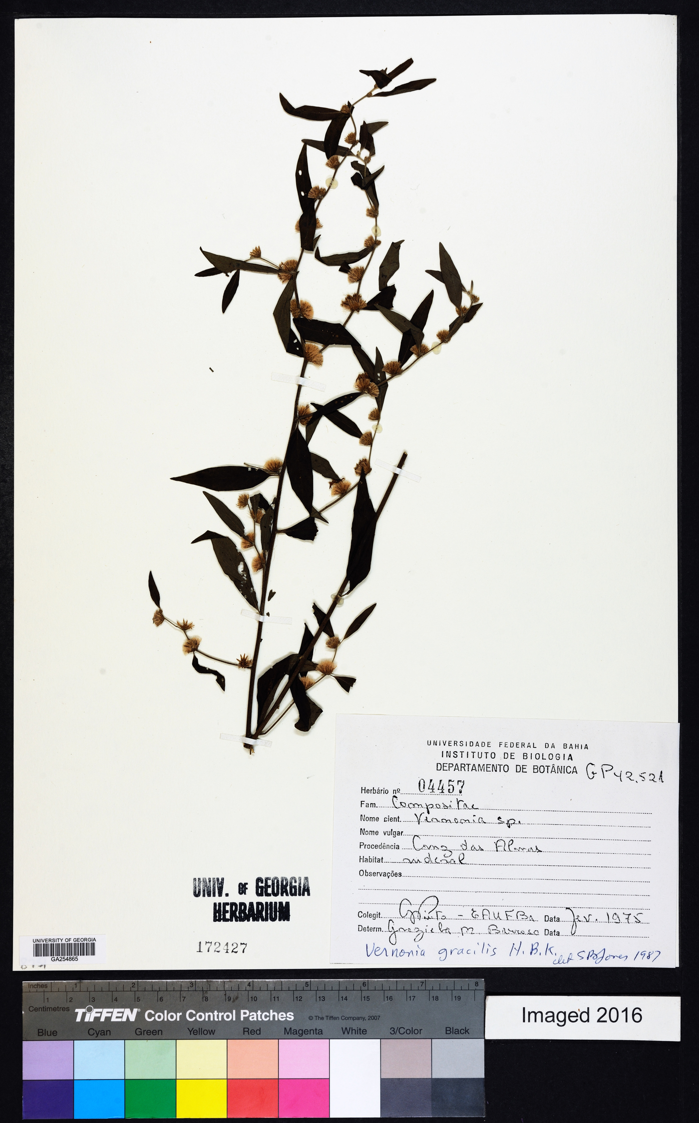 Lepidaploa gracilis image