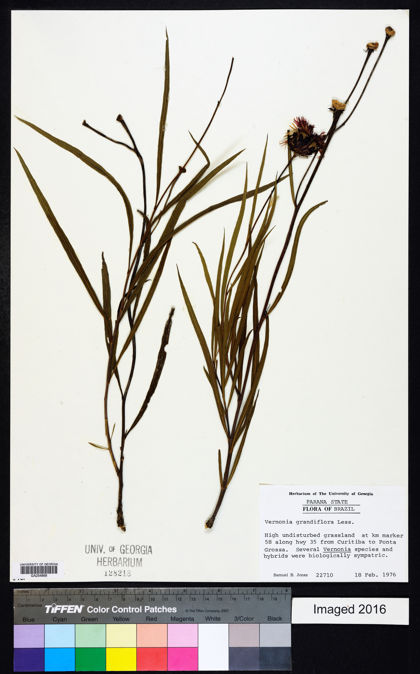 Lessingianthus grandiflorus image