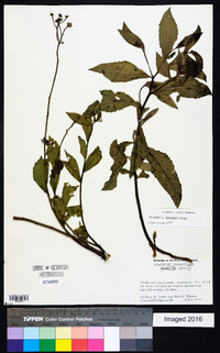 Vernonia greggii image