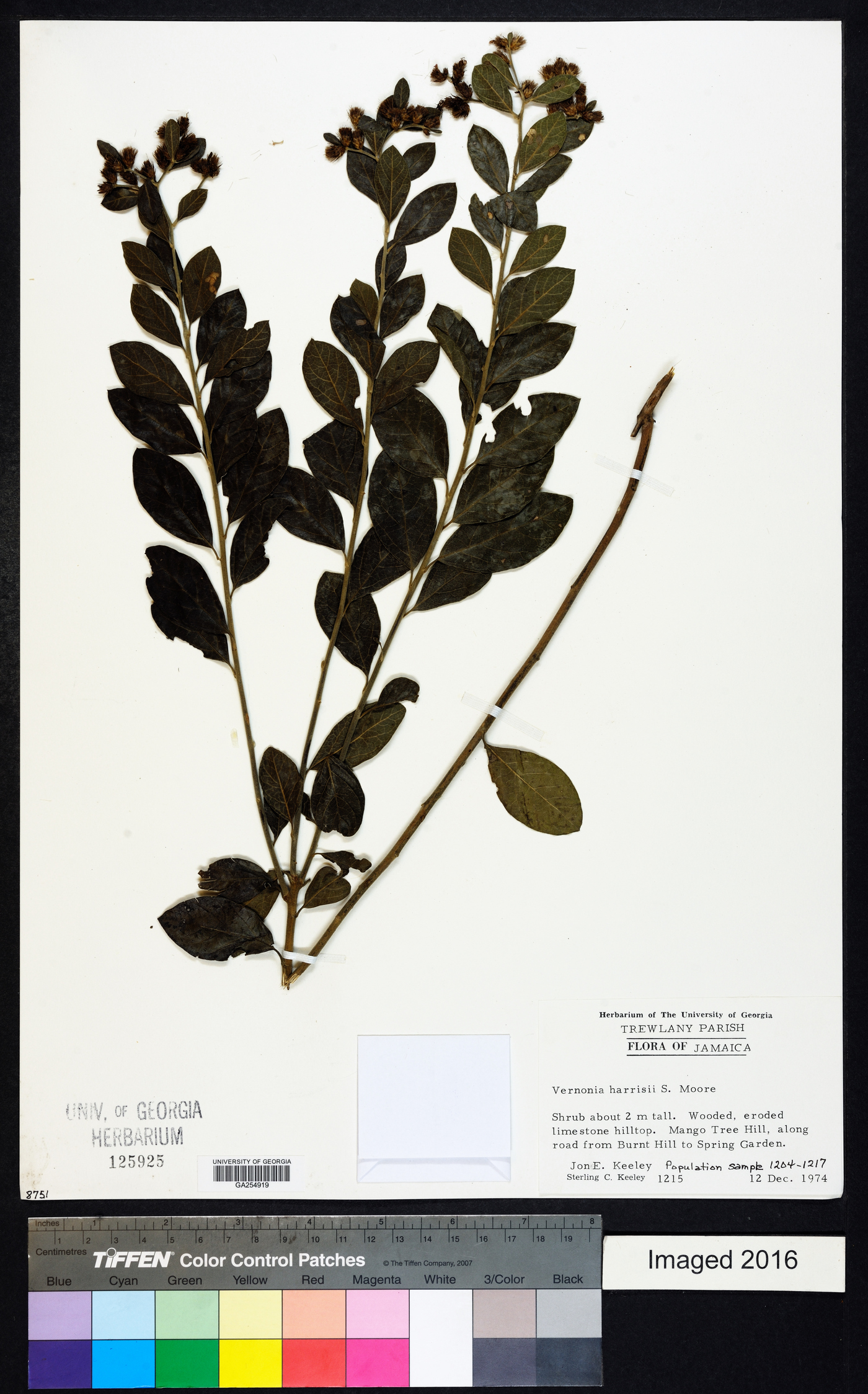 Lepidaploa harrisii image