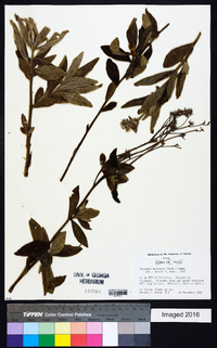 Chrysolaena herbacea image