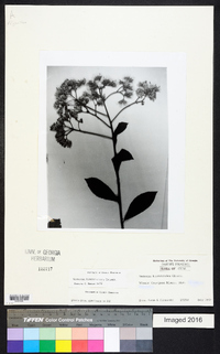 Vernonanthura hieracioides image