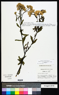 Linzia glabra image