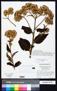 Vernonia holstii image