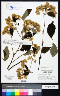 Vernonia holstii image