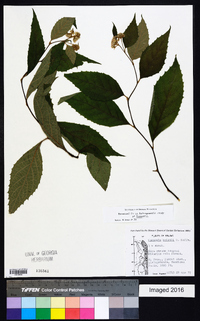 Vernonia holstii image