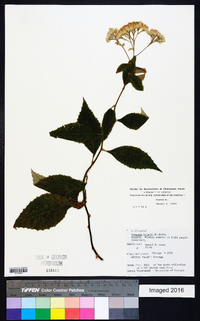 Vernonia holstii image