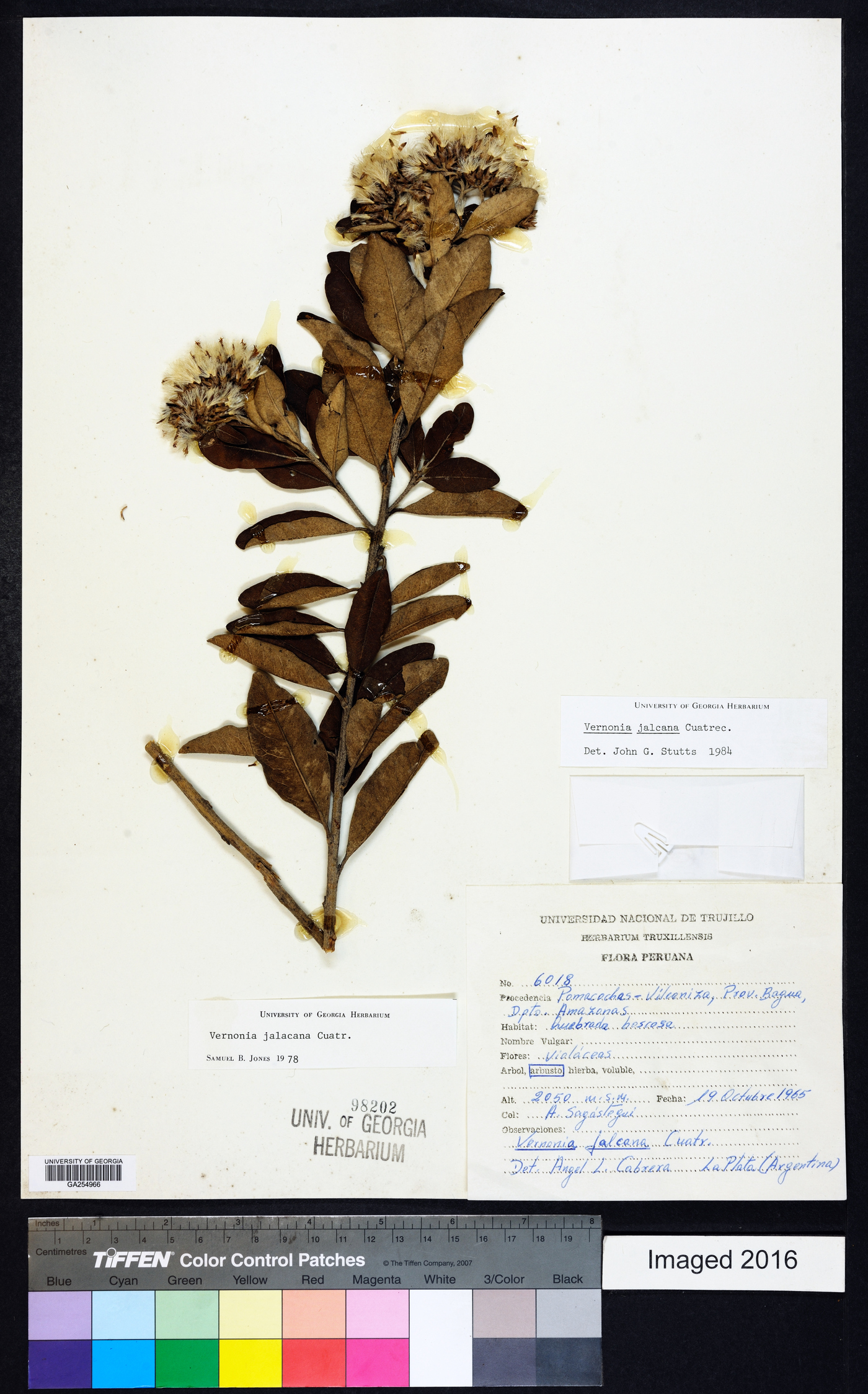 Critoniopsis jalcana image