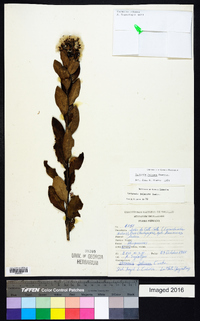 Critoniopsis jalcana image