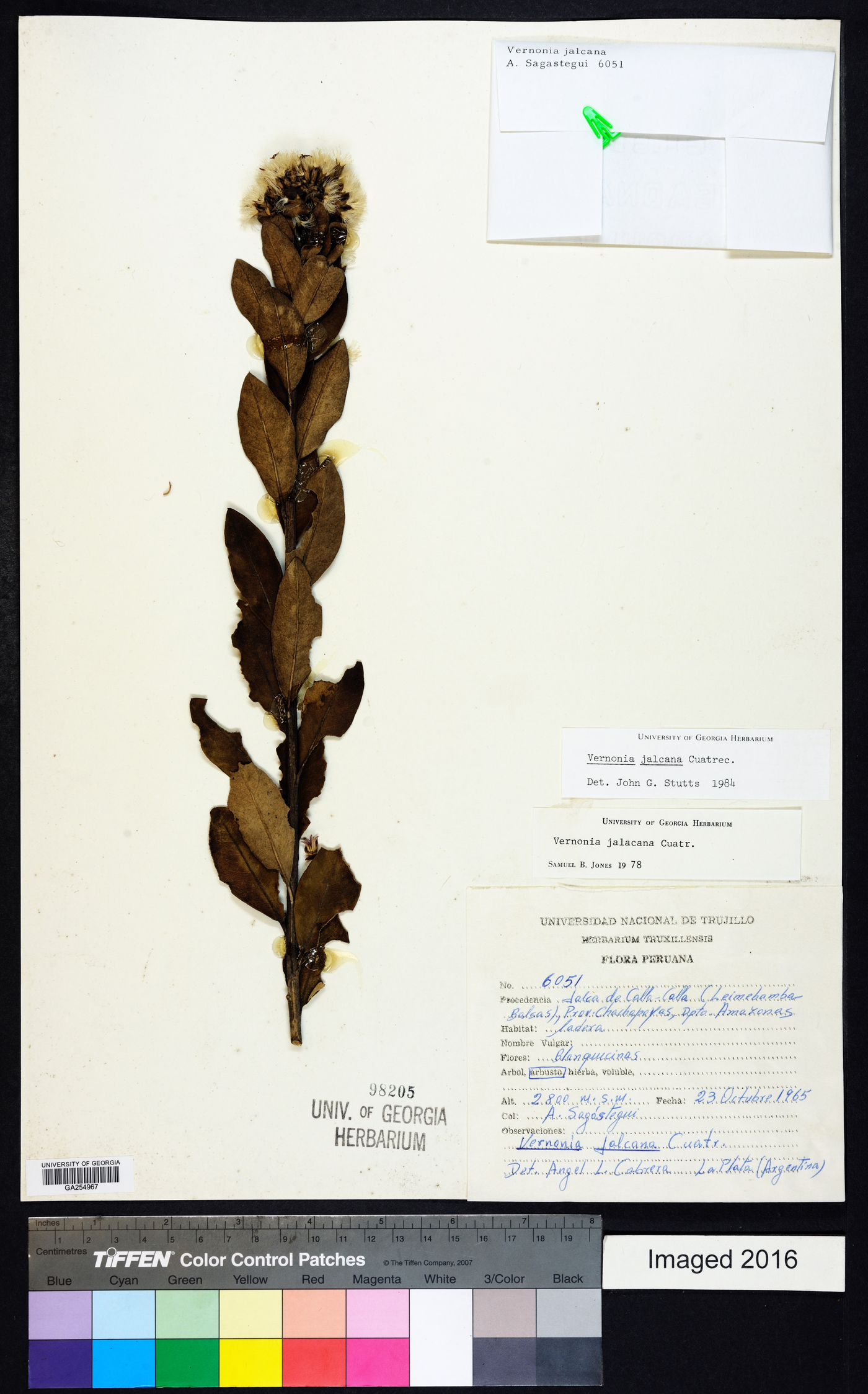 Critoniopsis jalcana image