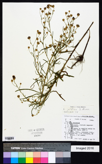 Polydora jelfiae image