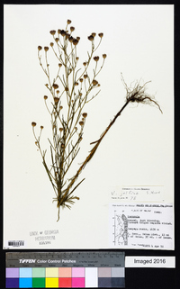 Polydora jelfiae image