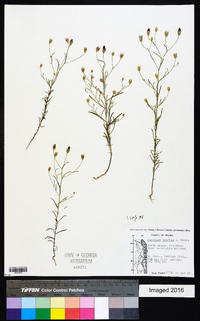 Polydora jelfiae image