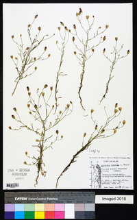 Polydora jelfiae image