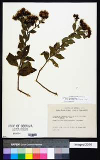 Vernonia karvinskiana image