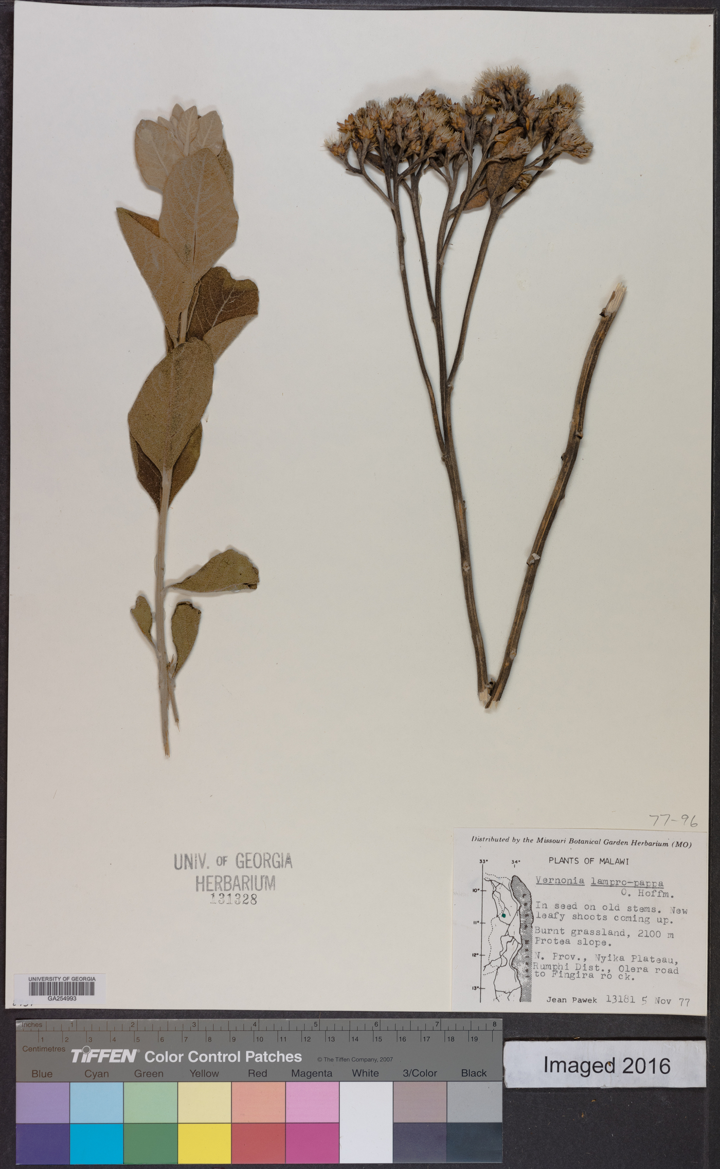 Lampropappus hoffmannii image