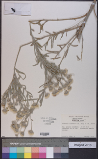 Vernonia larsenii image