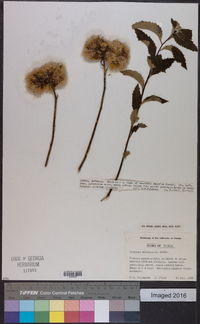 Baccharoides lasiopus image