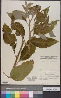 Baccharoides lasiopus image