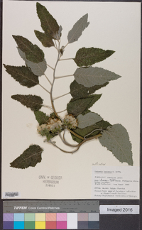 Baccharoides lasiopus image