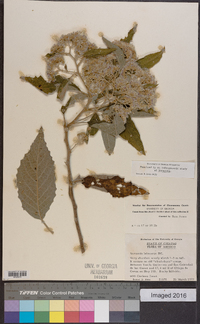 Vernonia leiocarpa image