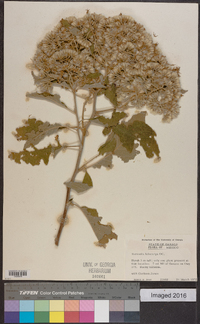 Vernonia leiocarpa image