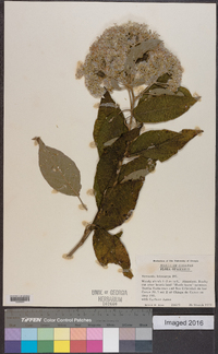 Vernonia leiocarpa image