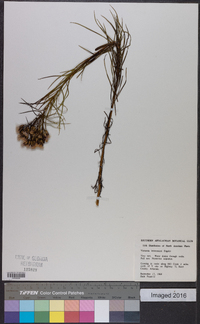 Vernonia lettermannii image