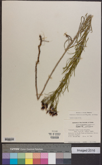 Vernonia lettermannii image