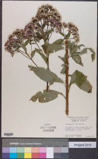 Vernonia liatroides image
