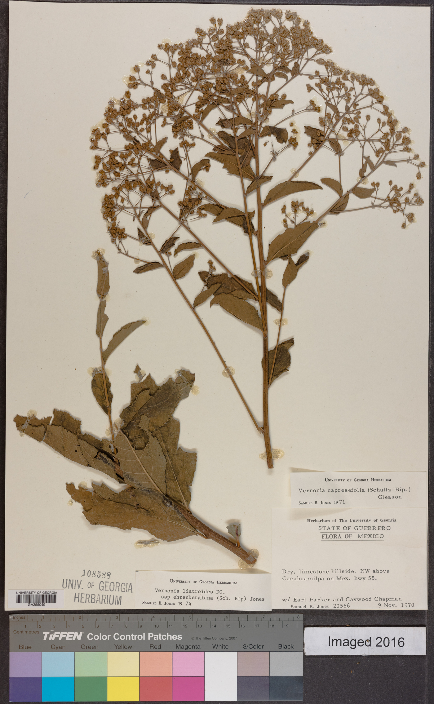 Vernonia liatroides image