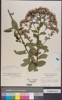 Vernonia liatroides image