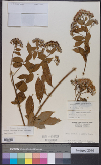 Vernonia liatroides image