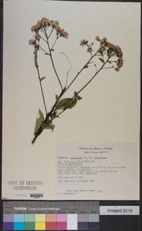 Vernonia liatroides image