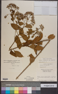 Vernonia liatroides image