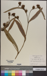 Lessingianthus ligulifolius image