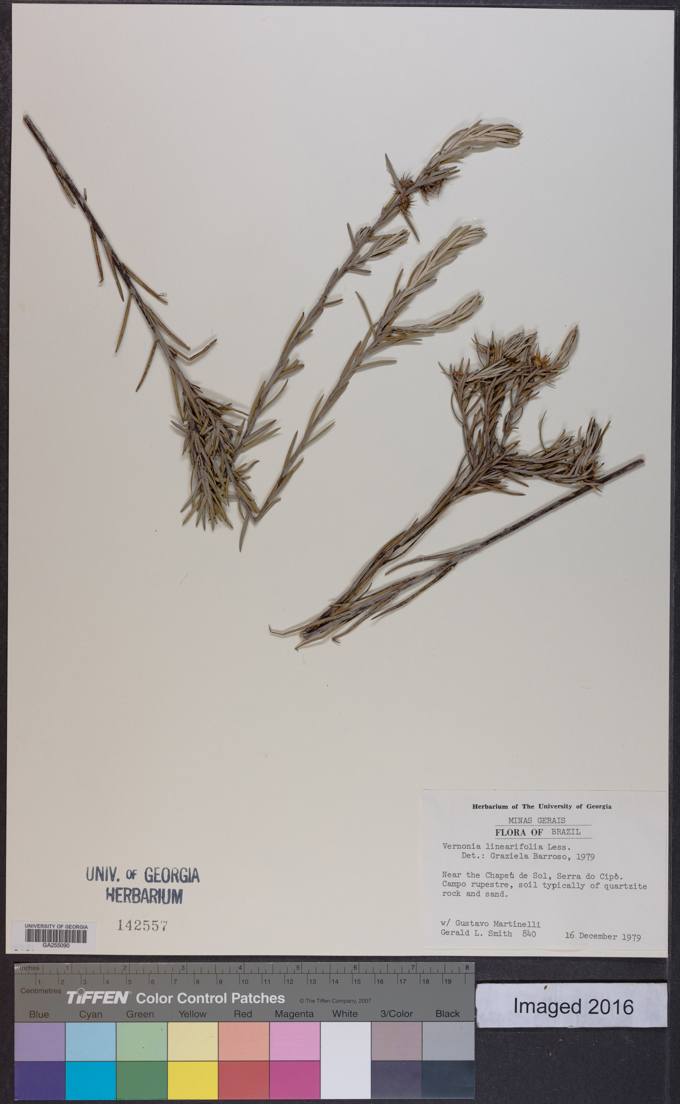 Vernonia linearifolia image
