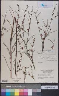 Vernonia linearis image