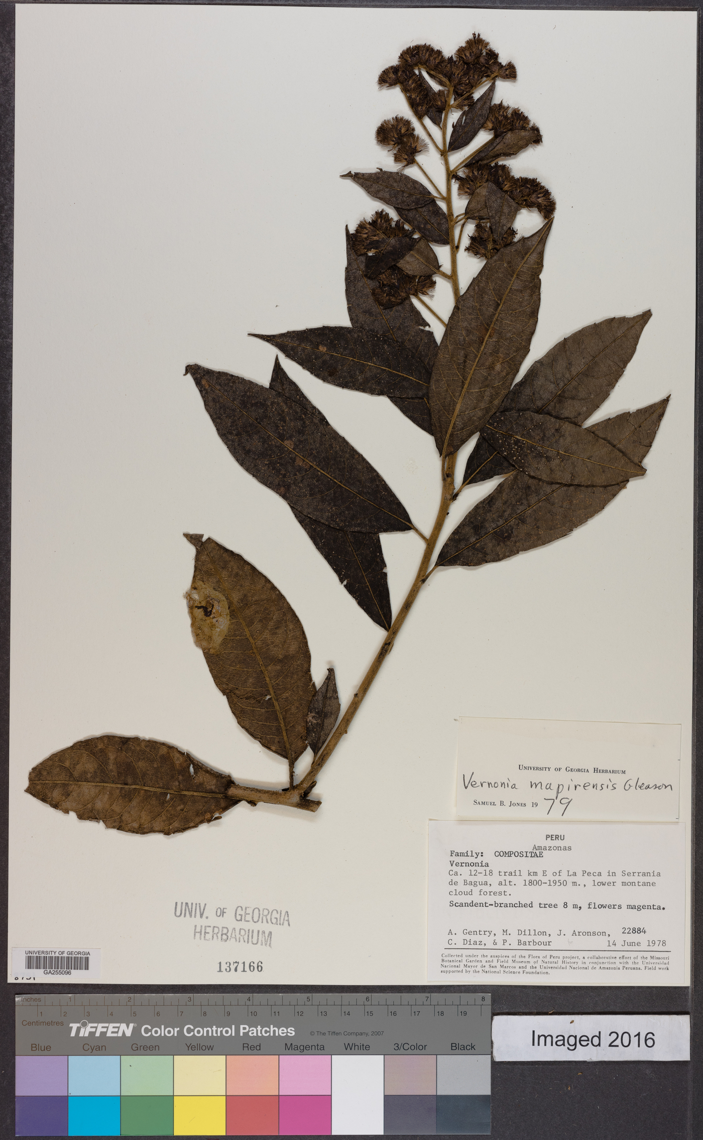 Lepidaploa mapirensis image