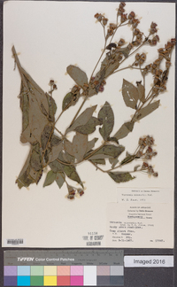 Vernonia missurica image