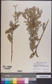 Vernonia mucronulata image